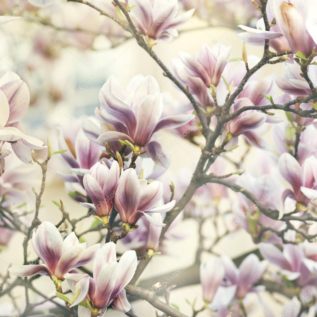 Magnolia in the spring