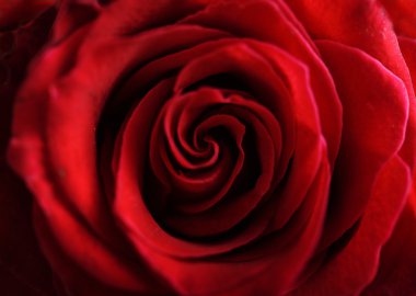 kırmızı gül gülümsemek