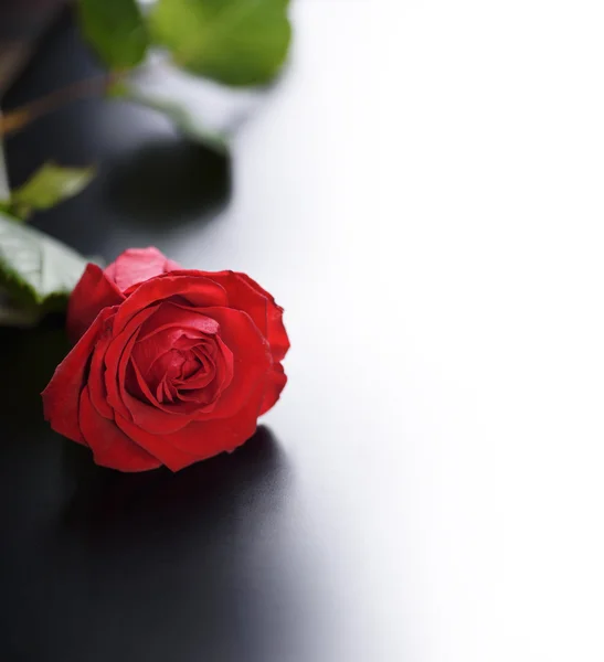 赤いバラのクローズ アップ — ストック写真