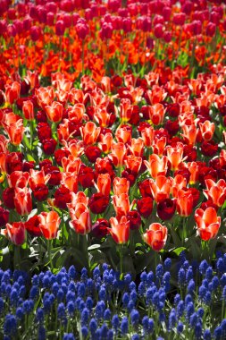 pembe, kırmızı veya turuncu Lale