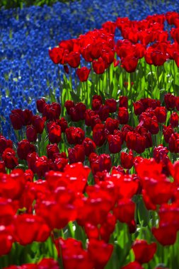 pembe, kırmızı veya turuncu Lale