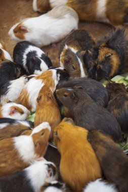 Çok eskiden şiling şimdi pigs lahana yemeği 