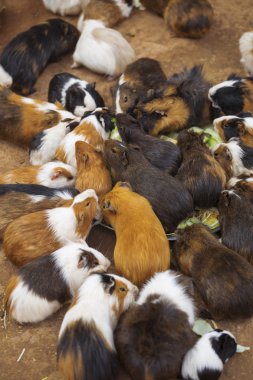 Çok eskiden şiling şimdi pigs lahana yemeği 