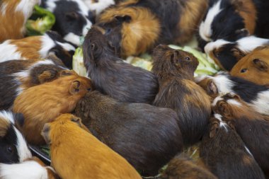 Çok eskiden şiling şimdi pigs lahana yemeği 