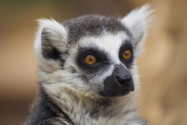 lemur gölgede dinlenmek.