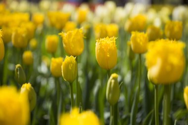 satırları Sarı laleler