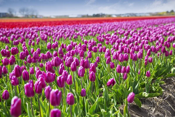 Tulipa rosa, vermelha e laranja — Fotografia de Stock