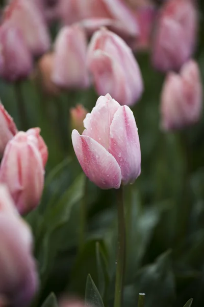 Krásná kytice růžová — Stock fotografie