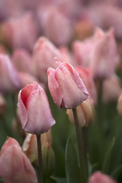 Belo buquê de rosa — Fotografia de Stock