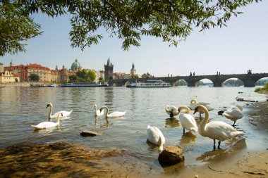 Prag'da Kuğu.