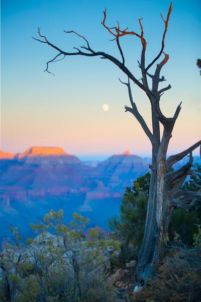 Grand Canyon w nocy — Zdjęcie stockowe