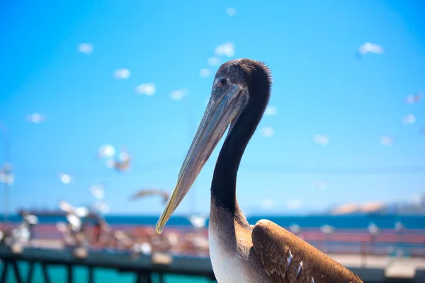 Pelican. fågel som lever på havet. — Stockfoto
