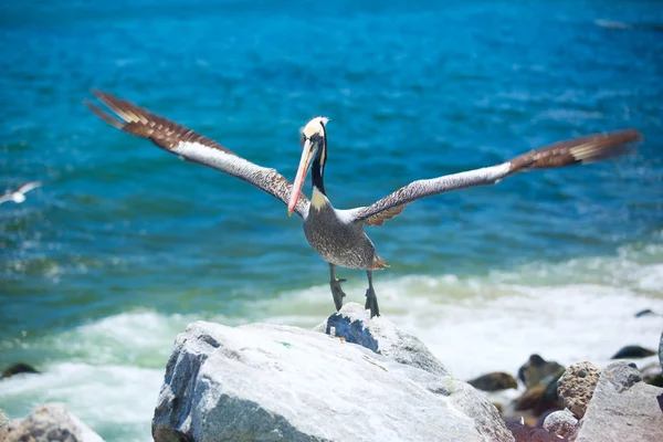 Pelikán. madár él-a óceán. — Stock Fotó