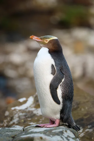 Желтоглазый пингвин — стоковое фото