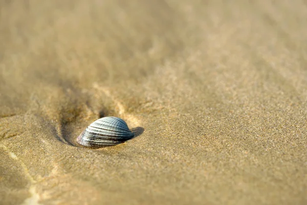 Isolated clam on sand — Stock Photo, Image