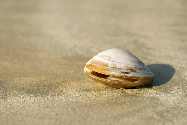 Isolerade mussla på sand Stockbild