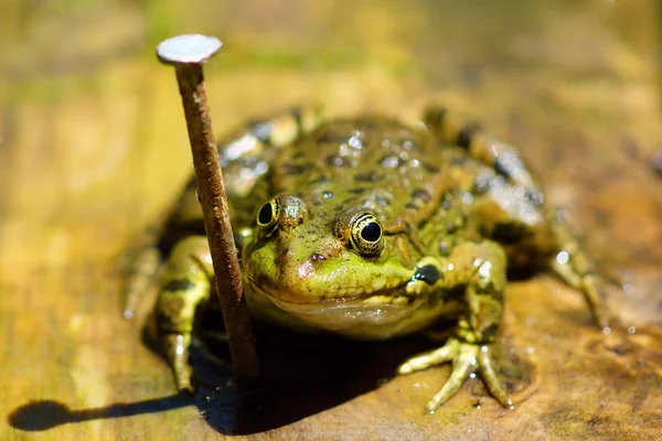 Frog on wood — Stock Photo, Image