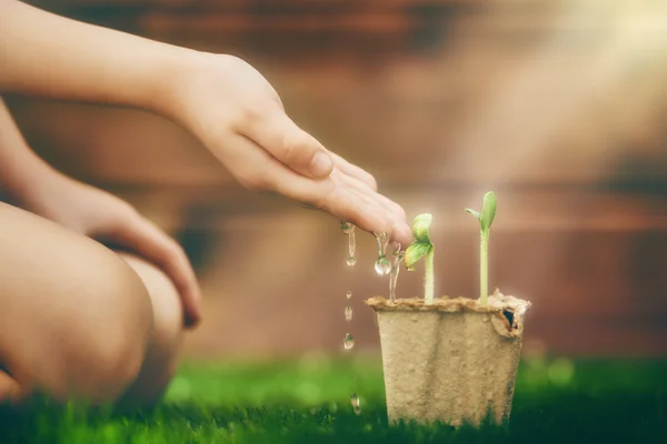 Cuidado da criança para plantas — Fotografia de Stock