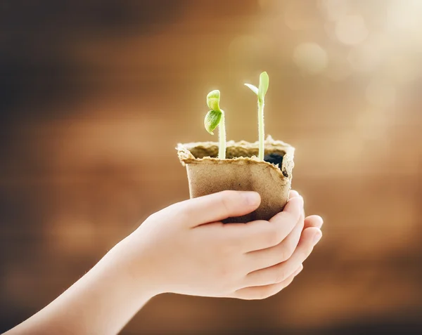 Child cares for plants — Stock Photo, Image