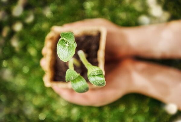 Руки держат капусту
 