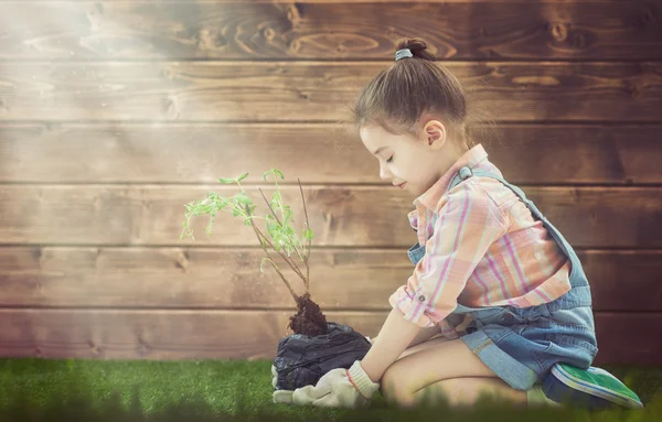 Niña planta árbol arbolito —  Fotos de Stock