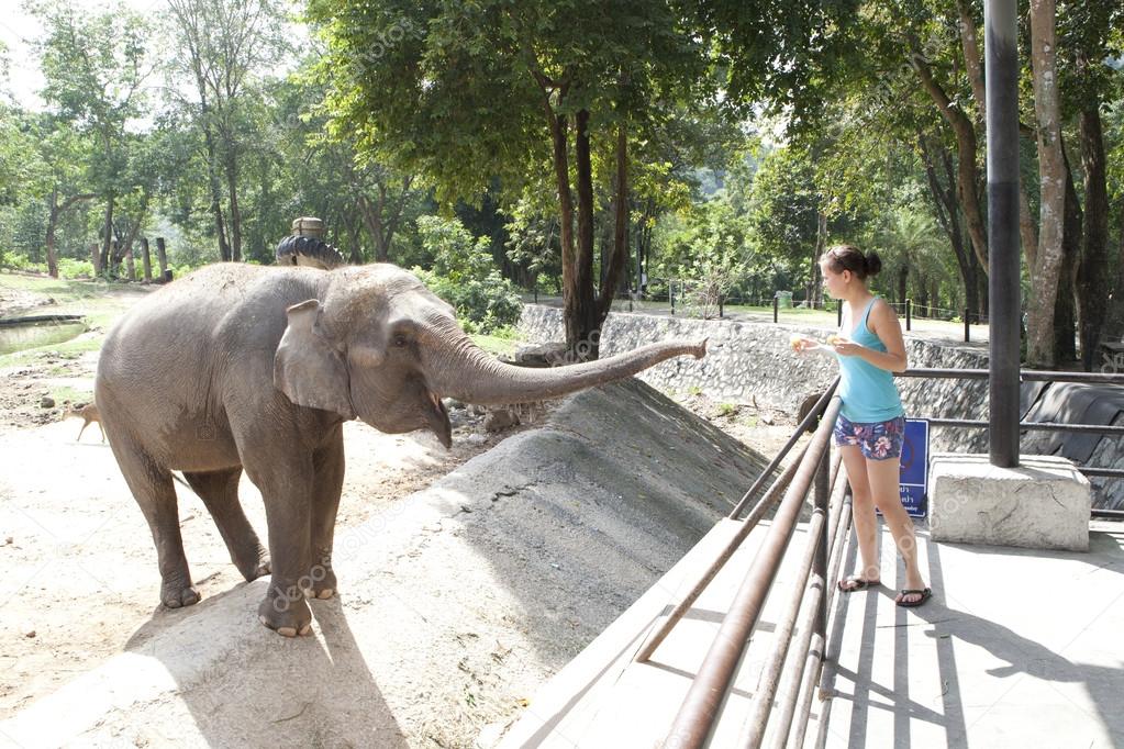 Woman feeding elephant 