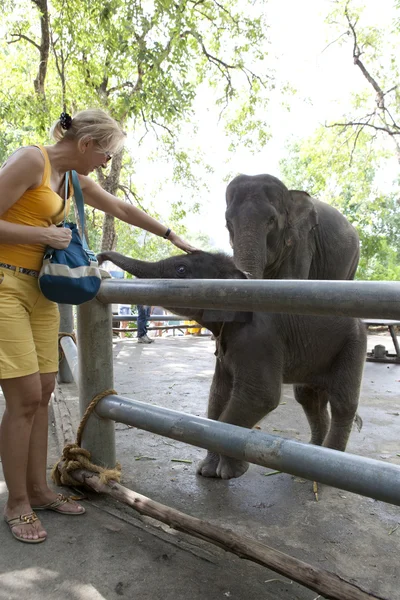 Женщина кормит слона — стоковое фото