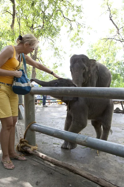 Mulher alimentando elefante — Fotografia de Stock