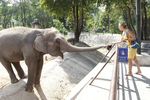 Жінка годує слон — стокове фото