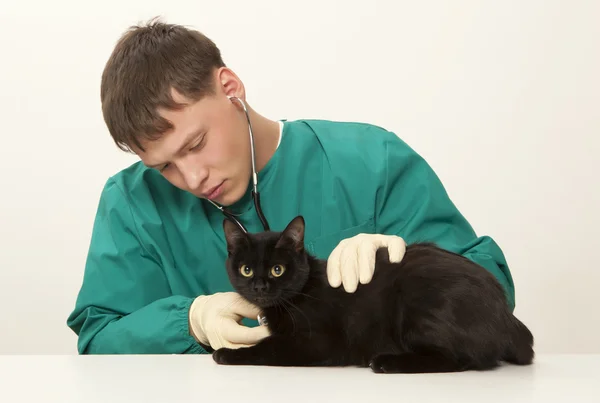 Lekarz chirurg lekarz weterynarii i kot — Zdjęcie stockowe