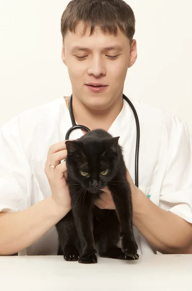 Veteriner cerrah doktor ve kedi — Stok fotoğraf