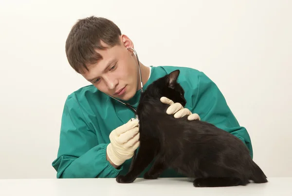 Lekarz chirurg lekarz weterynarii i kot — Zdjęcie stockowe