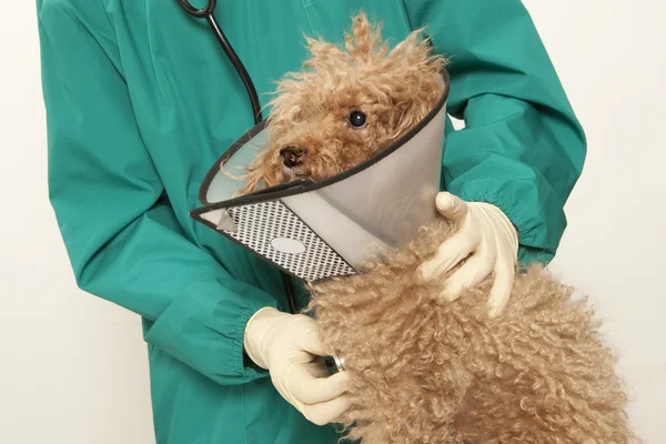 Veteriner ve oyuncak fino köpeği — Stok fotoğraf