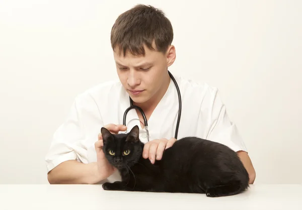 Veterinarian surgeon doctor and cat — Stock Photo, Image