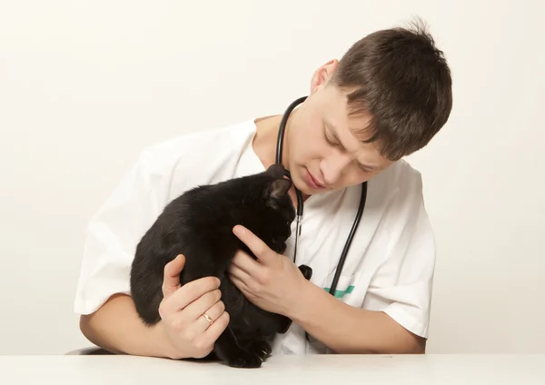 Veterinarian surgeon doctor and cat — Stock Photo, Image