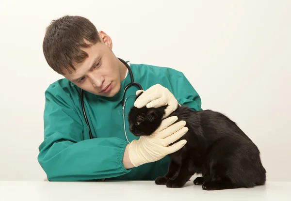 Veterinarian surgeon doctor and cat — Stock Photo, Image