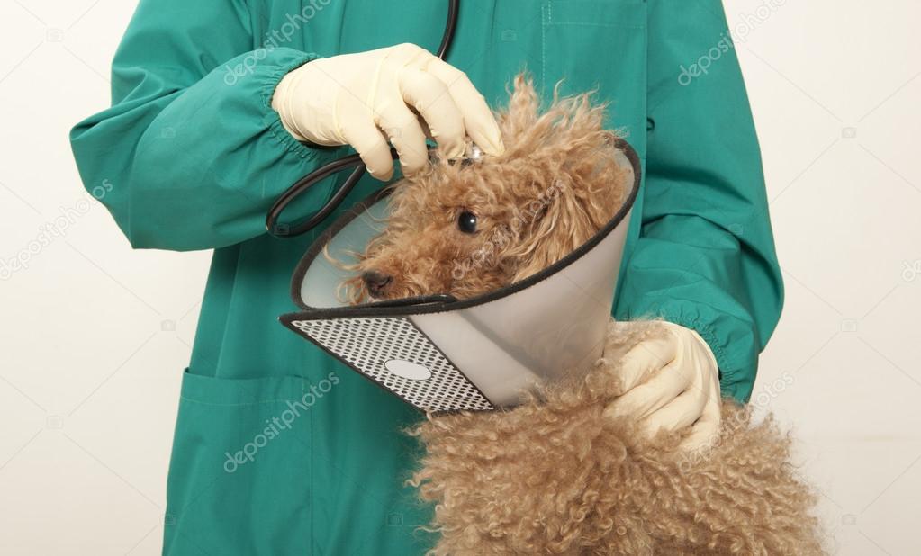 Vet and toy poodle