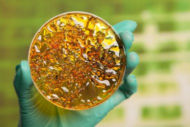 Petri kabına virüs hücreleri ile