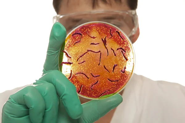 Placa de Petri com células virais — Fotografia de Stock