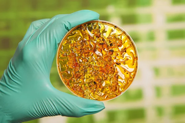 Petri dish with virus cells — Stock Photo, Image