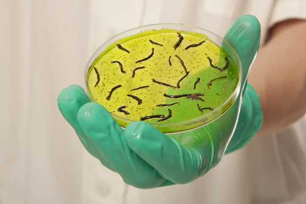 Petri dish with virus cells — Stock Photo, Image