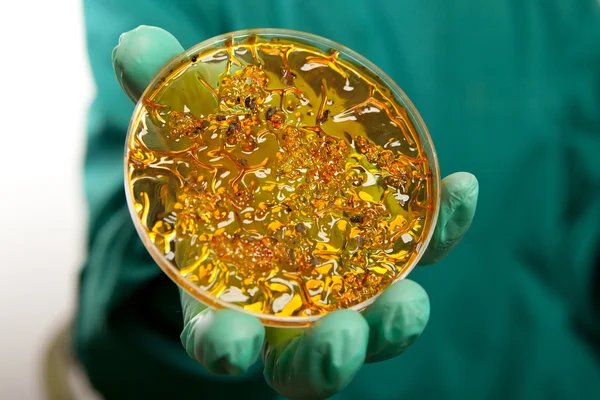 Petri dish with virus cells — Stock Photo, Image