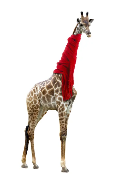 Girafe dans une écharpe rouge — Photo