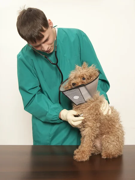 Veteriner ve oyuncak fino köpeği — Stok fotoğraf