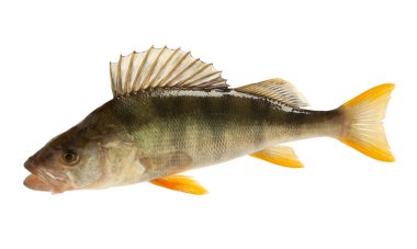 Tatlısu levreği (perca fluviatilis)