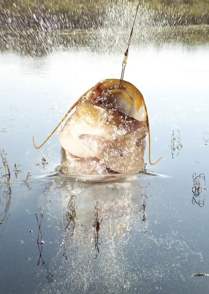 Büyük nehir yayın balığı — Stok fotoğraf