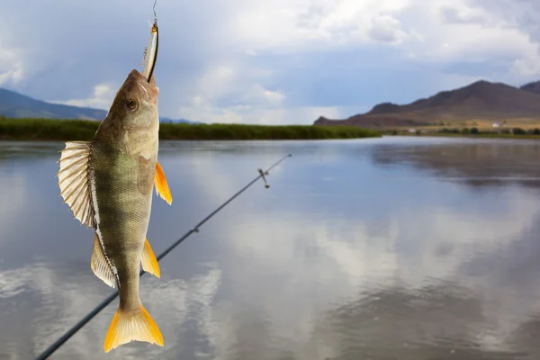 Barsch (perca fluviatilis)) — Stockfoto