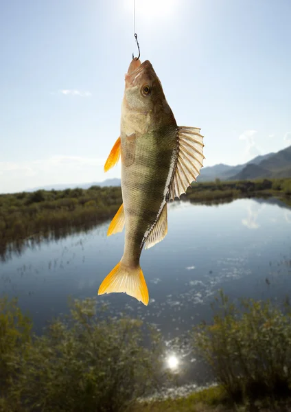 欧洲鲈鱼 (perca fluviatilis) — 图库照片