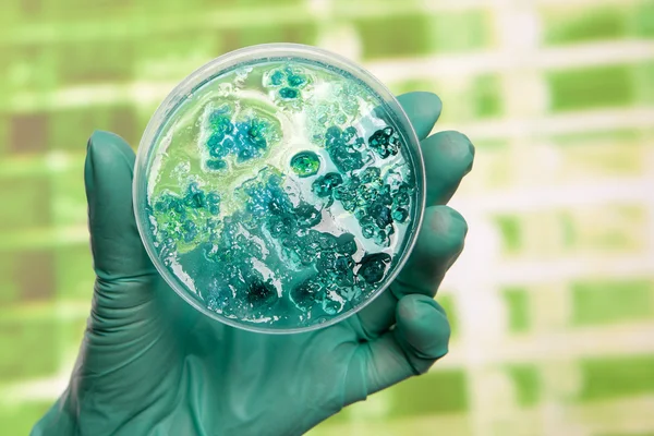 Petri kabına virüs hücreleri ile — Stok fotoğraf