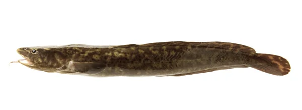 Burbot de peixe de água doce camuflado — Fotografia de Stock